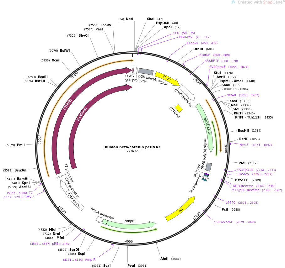 human beta-catenin pcDNA3质粒图谱